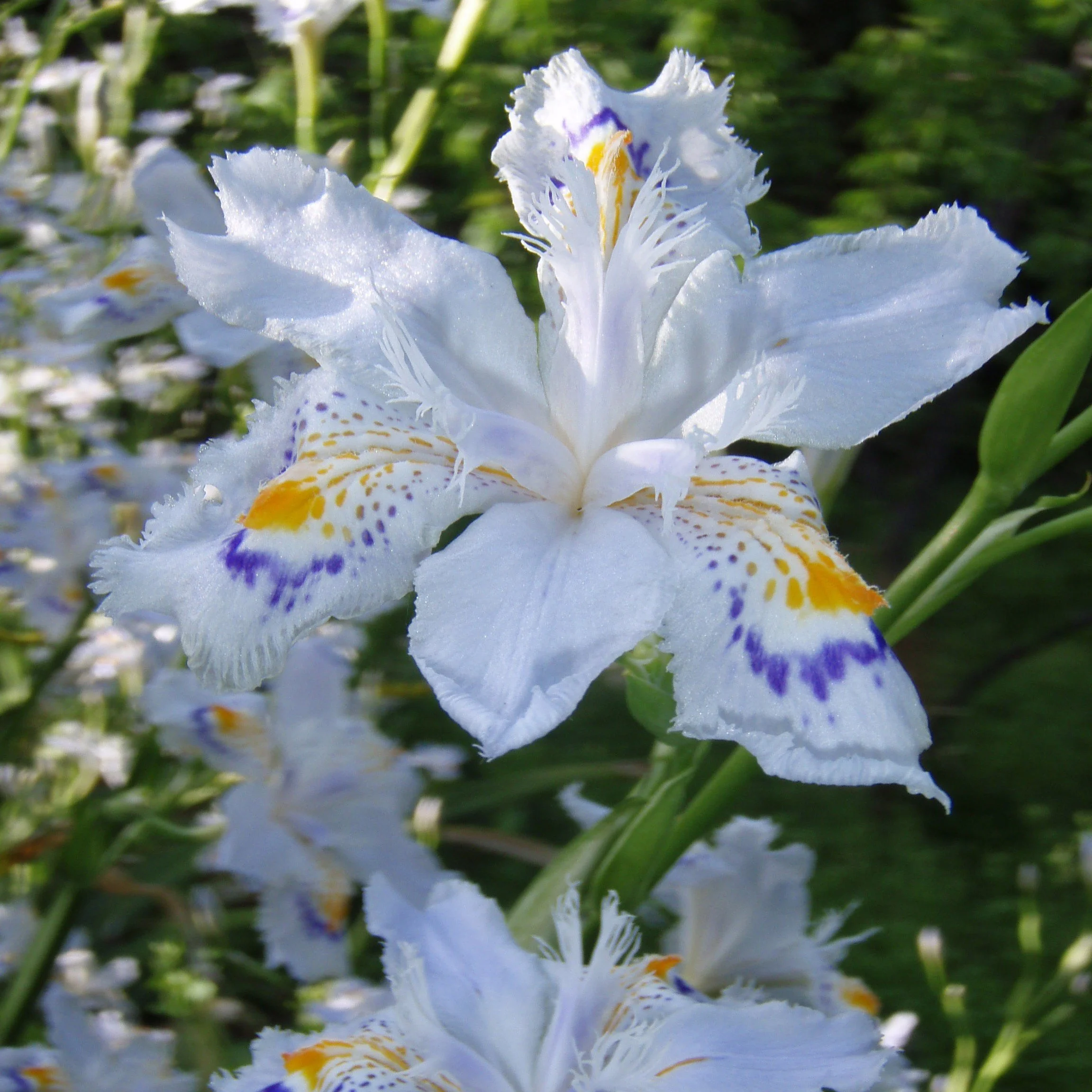 Japanese Iris — Wanderlust Nursery
